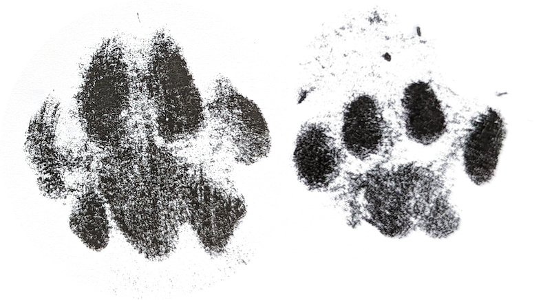 Pawprints